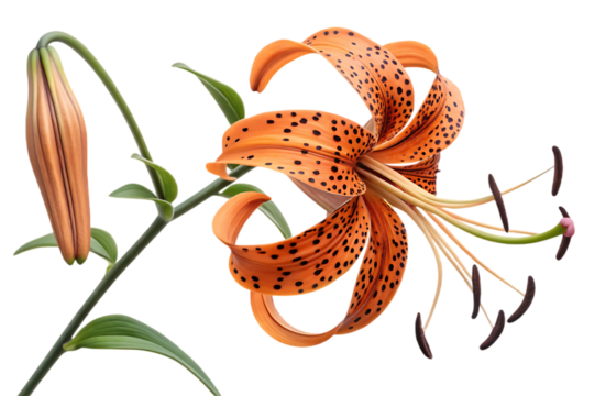 Close up of a tiger lily with a bud on a black background