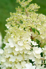 soft yellow hydrangea inflorescence close-up elegance and peace of nature