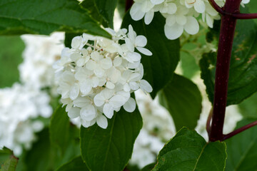 soft yellow hydrangea inflorescence close-up elegance and peace of nature