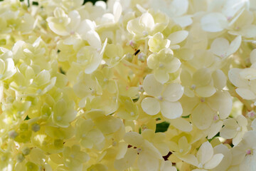 soft yellow hydrangea inflorescence close-up elegance and peace of nature