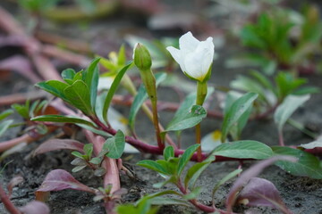 Close-up of the purslane flower with its flower buds on the plant
