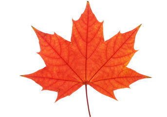Obraz premium Red maple leaf isolated on transparent background