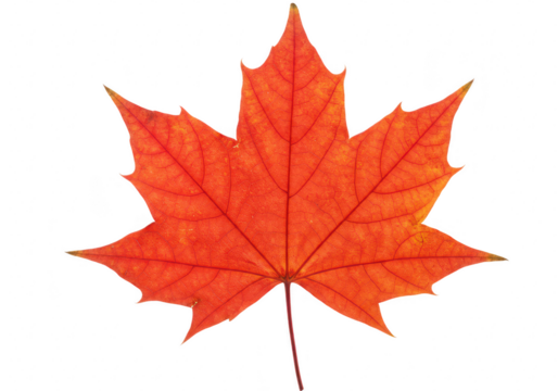 Red maple leaf isolated on transparent background