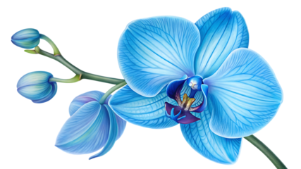 A close up of a blue orchid against black backdrop