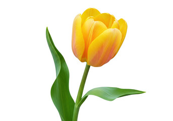 Naklejka premium Yellow tulip flower isolated on transparent background