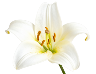 Delicate white lily flower with six petals and prominent stamens isolated on transpa