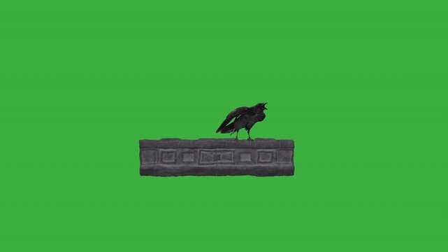 Raven perched on a segment of ancient stone green screen