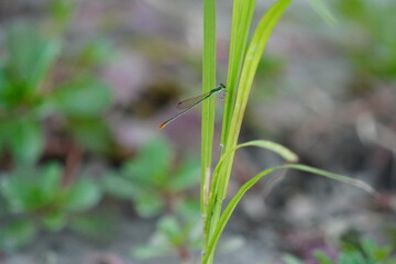 Damselfly on Green Leaf – Close-Up of Insect and Plant in Natural Habitat