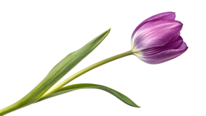 A single purple tulip with a green stem on black