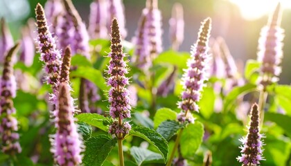 Pink flowers with summer garden, and sunlight.