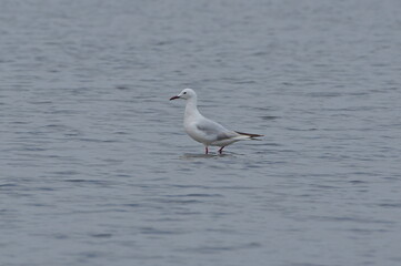 Slender-billed gull. Chroicocephalus genei