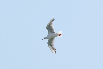 Slender-billed gull in flight. Chroicocephalus genei