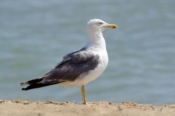 Caspian gull on the beach. Larus cachinnans