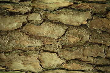Closeup detailed view of pine tree bark texture surface structure