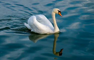 swan on the lake