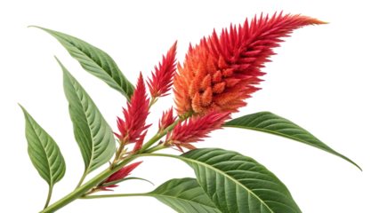 Close up of a red celosia flower with green leaves
