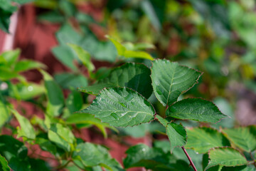 Leaves of blackberry (Rubus plicates) with folded texture, several small water droplets after a light rain resting on the green foliage of the plant.