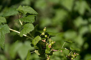 Unripe blackcurrants on a branch with fresh bright green June leaves, shimmering in sunlight, shown in close-up in a natural outdoor setting,