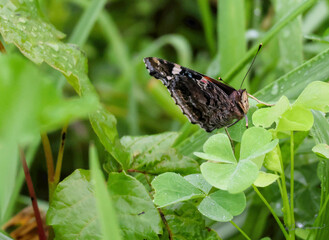 Red Admiral Butterfly Resting on Clover Leaves