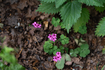 Climbing oxalis (Oxalis articulata) blooms with pink flowers. One of nature’s beautiful ornaments.