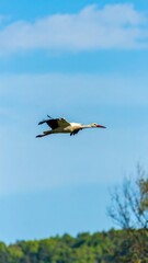 Obraz premium A stork in flight against a clear blue sky