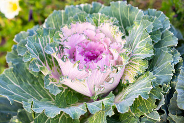 Obraz premium Ornamental cabbage in the garden