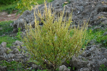 The Prickly Amaranth plant converted into a bush on the ground
