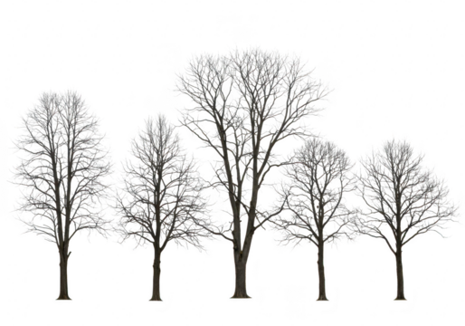 Group of bare trees isolated on transparent background