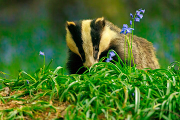Badger Foraging in Bluebell Wood