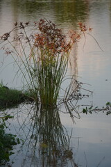 A clump of Papyrus growing in shallow water