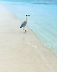 Heron Stands Gracefully on a Pristine Beach