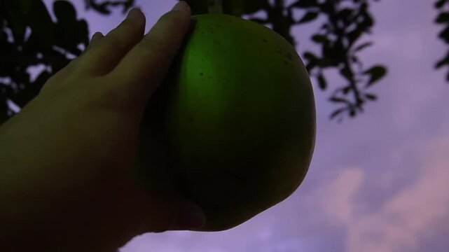 pamelo on the tree
