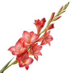 Isolated gladiolus flower with a black background