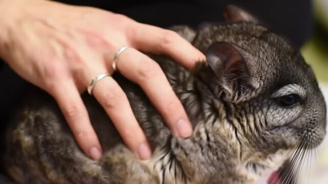Gentle human hand petting a soft chinchilla in a close-up view