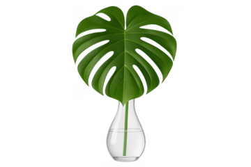 Single monstera deliciosa leaf in a glass vase with transparent background