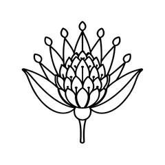  pincushion protea flower line art