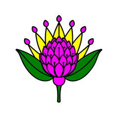 pincushion protea flower vector illustrations