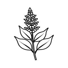 astilbe flower line art