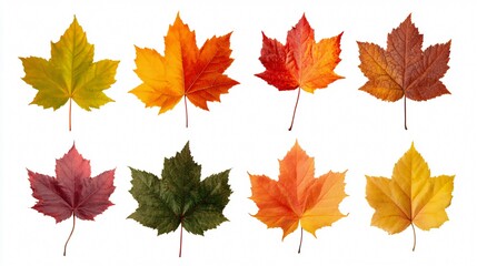 Fototapeta premium Vibrant Autumn Maple Leaves Set Isolated on White Background