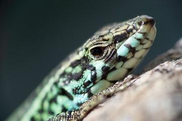 Lizard, Podarcis sicula, close-up of head. Sardinia, Italy..Lizard, Podarcis sicula, Alghero. Sardinia, Italy