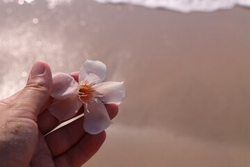flower in hand on a beach and sea background