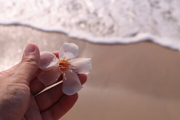 Hand holding a flower on a sandy beach