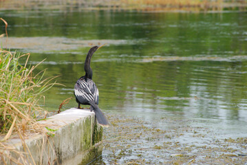 Anhinga black bird with Open Wings Resting on Rock in Serene Wetland Area. Extends its wings while...