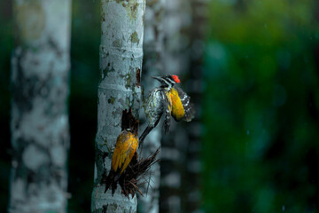 wood cutter bird