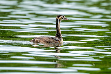 Grebe Chick Swims In Lake During Summer