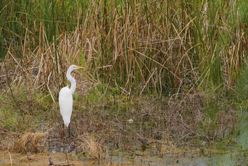 Serene White Egret Standing in a Marsh Surrounded by Lush Vegetation. Reeds and vegetation. The peaceful setting highlights the bird's pristine feathers against a backdrop of dynamic wetland scenery.
