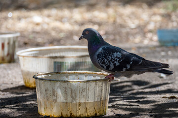 Pigeons on an abnormally hot day in the park. Close up. Birds in the city.
