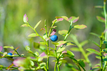 Ripe blueberries grow on a wild bush amidst green leaves, enjoying sunlight. It is a vibrant close up of summer fruit in a natural habitat