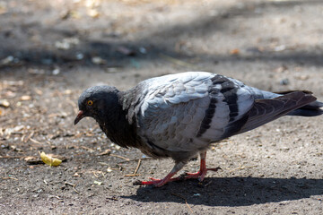 Pigeons on an abnormally hot day in the park. Close up. Birds in the city.