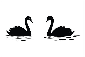 Two elegant black swans swimming peacefully in calm water creating a serene natural scene